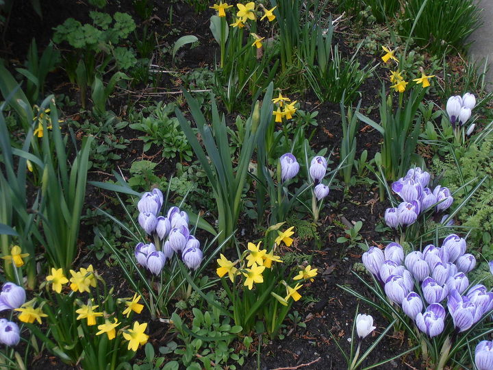 gardening plant spring bulbs, gardening, how to, Crocuses Mini Narcissus