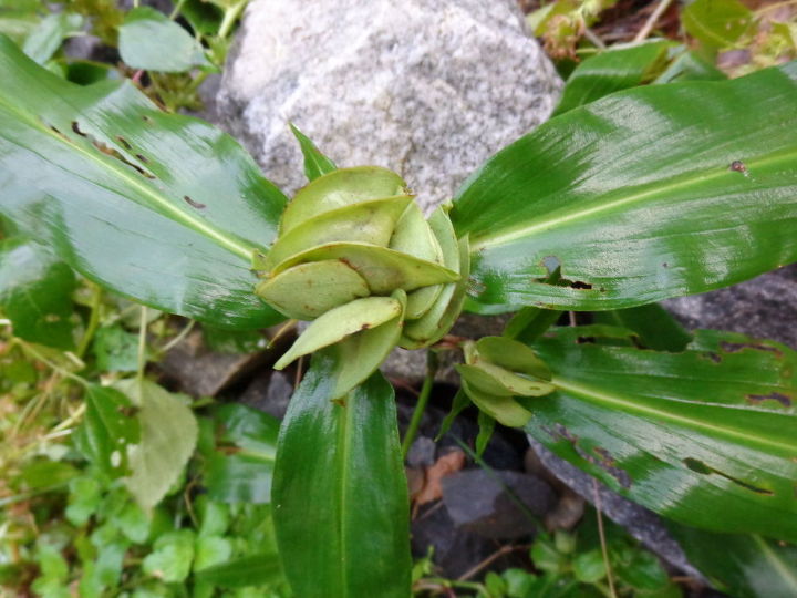 identificacin de la planta alguien sabe lo que es esto