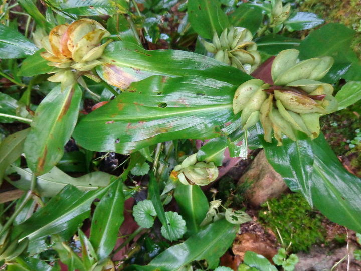 identificacin de la planta alguien sabe lo que es esto