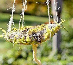 How to Make a Sunflower Bird Feeder Hometalk