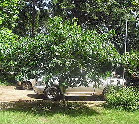 gardening tree identifying, gardening, This is the tree in the summer completely leafed out and nice
