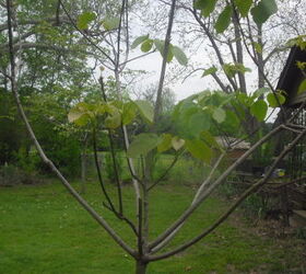 gardening tree identifying, gardening, Beginning to leaf out in spring
