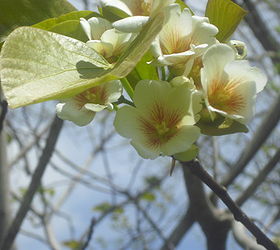 gardening tree identifying, gardening, It blooms in a cluster like this