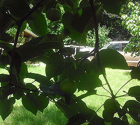 gardening tree identifying, gardening, The fruit growing
