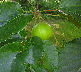 gardening tree identifying, gardening, It blooms in a cluster but only puts on one fruit