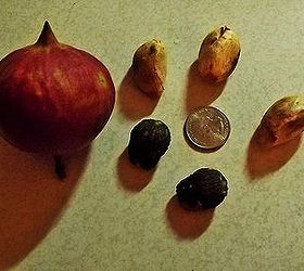 gardening tree identifying, gardening, The fruit now in late fall The top three seeds are covered in a thick membrane and bottom two I have completely peeled the membrane off The seeds are hard almost like a very small black walnut I haven t tried to open them yet