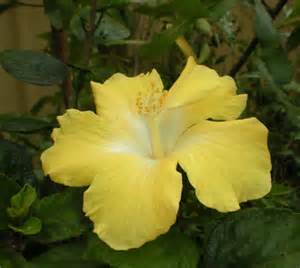 mealy bugs are taking over my hibiscus bushes