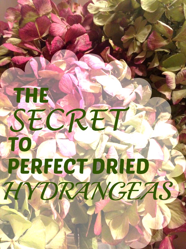el secreto de las hortensias secas perfectas