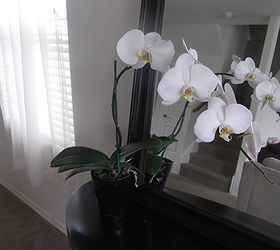 flowers orchid care tips, flowers, gardening