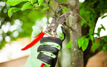 Tips on Annual Tree Trimming & Pruning - Part 2