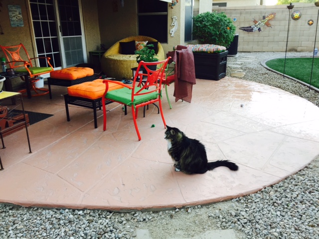 overlay on patio is lifting off, cleaning tips, concrete masonry, patio, porches, View of patio and Rascal doing his own inspection