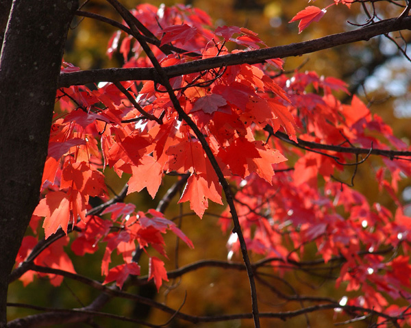 for fiery fall foliage are you barking up the right trees, gardening, landscape, outdoor living, Red Maple in Fall