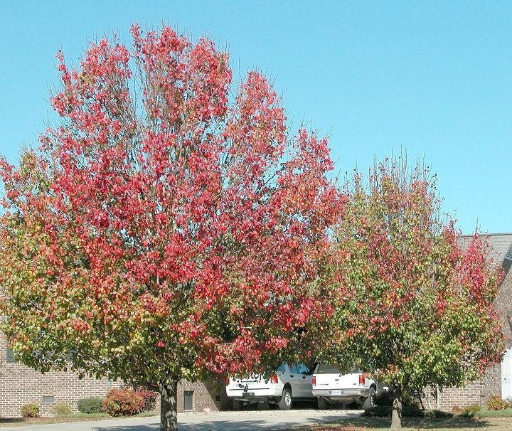 for fiery fall foliage are you barking up the right trees, gardening, landscape, outdoor living, Bradford Pear Tree