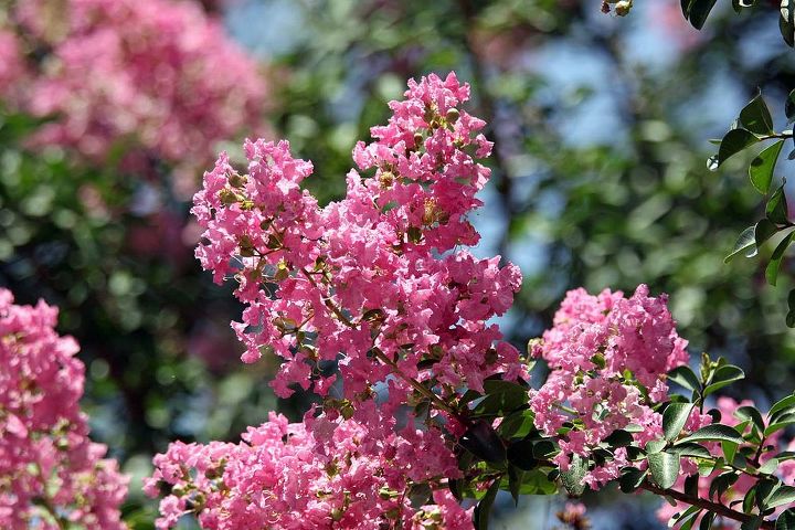 for fiery fall foliage are you barking up the right trees, gardening, landscape, outdoor living, Crape Myrtle Tree