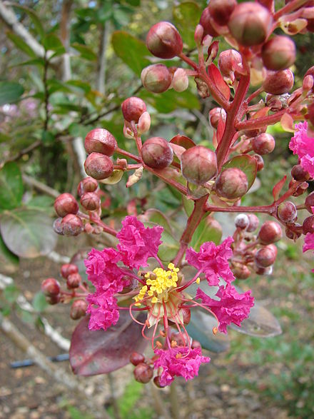 for fiery fall foliage are you barking up the right trees, gardening, landscape, outdoor living, Crape Myrtle Berries
