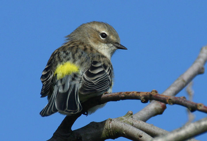for fiery fall foliage are you barking up the right trees, gardening, landscape, outdoor living, Yellow rumped Warbler