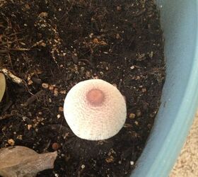 how do i stop mushrooms from growing in my houseplant, The most recent one that showed up this morning