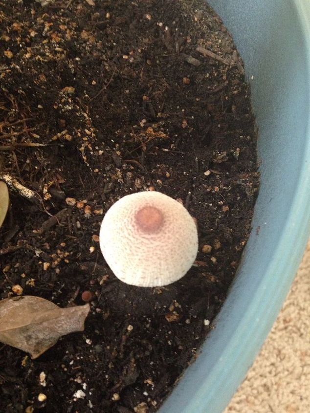 q gardening tips stop mushrooms growing houseplant, gardening, The most recent one that showed up this morning