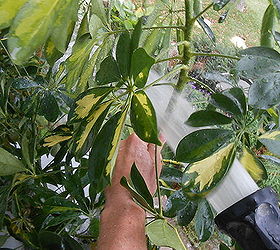 gardening tips houseplants inside bug free, container gardening, gardening, outdoor living, pest control