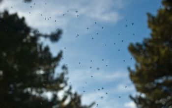 Gnat Attack! Wipe Out Disgusting Gnats With These 5 Easy Tips