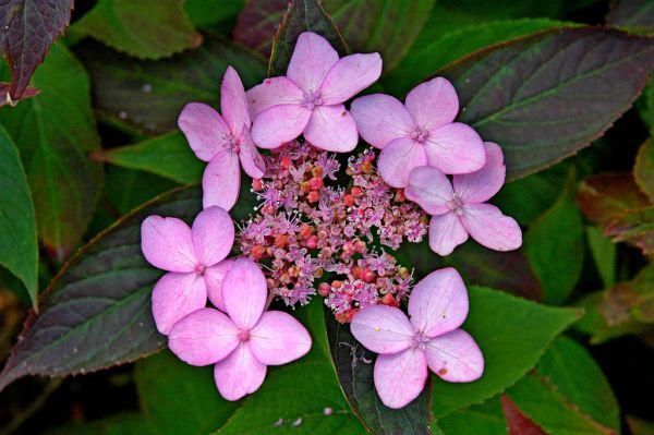 hydrangeas flowers about tips, flowers, gardening