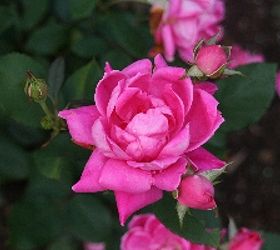 gardening pruning rosesknockout, flowers, gardening, Double Pink Knockout Rose