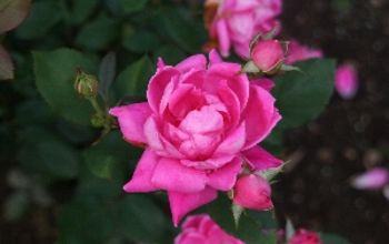 Pruning Knockout Roses