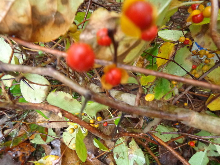 what is this thorn tree, Thorn tree best vies is behind the bittersweet no leaves just huge thorns