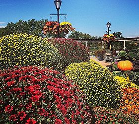 fall harvest landscape outdoor displays garden, flowers, gardening, landscape, seasonal holiday decor, Mums the Word