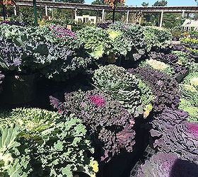 fall harvest landscape outdoor displays garden, flowers, gardening, landscape, seasonal holiday decor, Cabbage and Kale