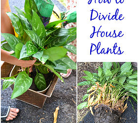 guia-para-dividir-plantas-de-interior-hometalk