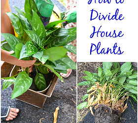 how to divide house plants, container gardening, gardening, home decor