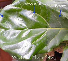 how to take care of your fiddle leaf fig tree, container gardening, gardening, how to