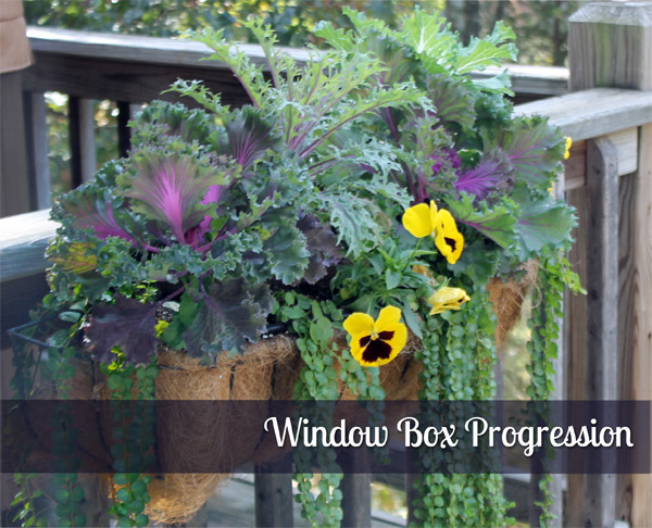 window box progression, decks, flowers, gardening