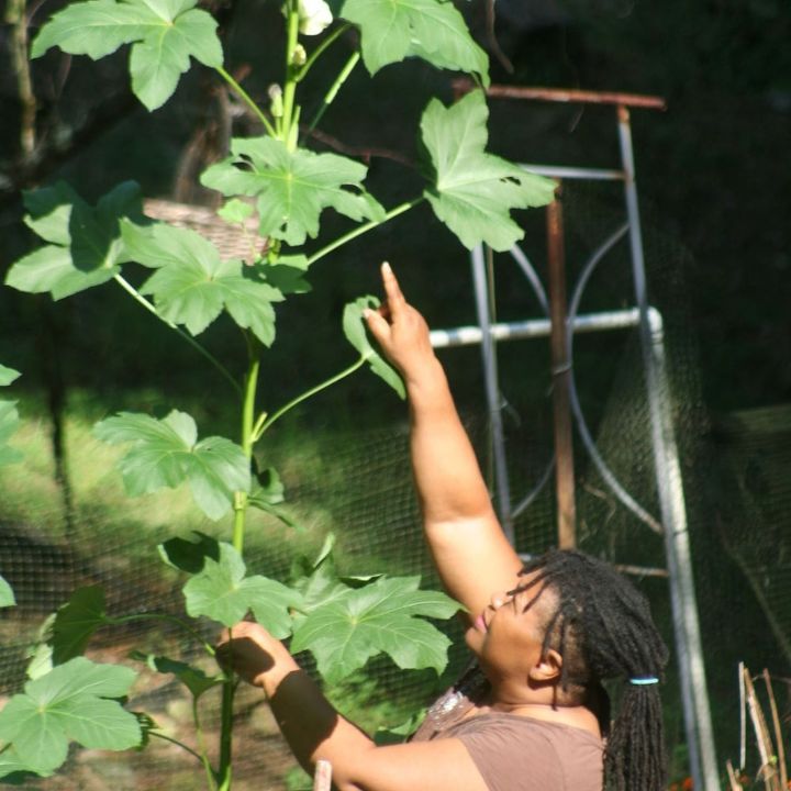 gardening okra tall large, gardening