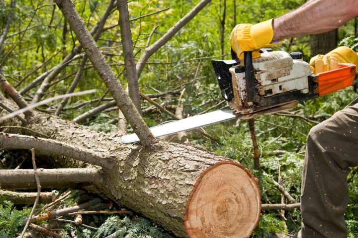 can a tree removal service provider help you get rid of a stump, gardening, outdoor living, repurposing upcycling