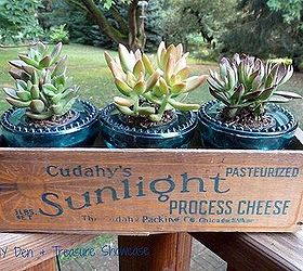 succulents planters vintage cheese box, gardening, repurposing upcycling, succulents
