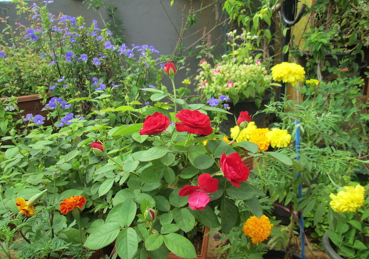 gardening flowers pics