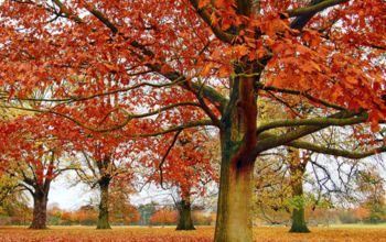 Obtenha nossas 4 principais dicas de remoção de folhas e facilite a limpeza do outono.