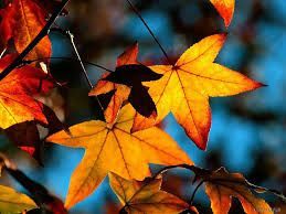 obtenha nossas 4 principais dicas de remoo de folhas e facilite a limpeza do outono, 4 Limpeza de queda principal