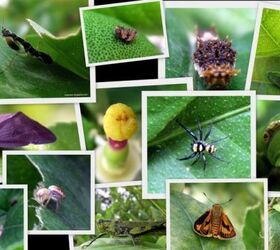 15 Plagas comunes del jardín y formas orgánicas de controlarlas
