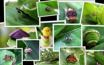 15 Plagas comunes del jardín y formas orgánicas de controlarlas