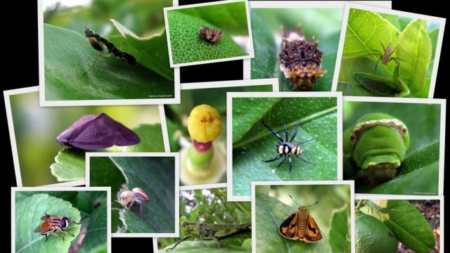 15 plagas comunes del jardn y formas orgnicas de controlarlas