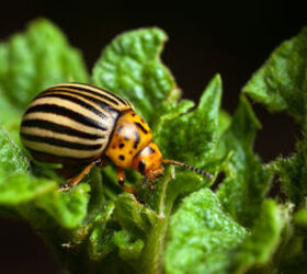 garden bugs organic pest control, gardening, homesteading, pest control