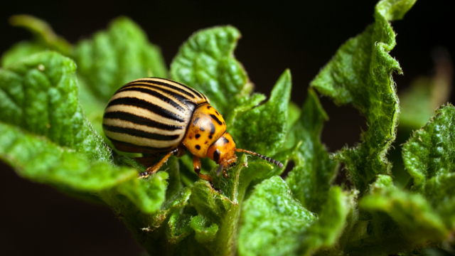 garden bugs organic pest control, gardening, homesteading, pest control