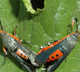 garden bugs organic pest control, gardening, homesteading, pest control