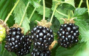 Free Tips for Planting, Pruning, and Harvesting Your Blackberry Garden