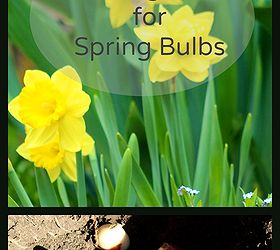 spring bulb planting guide gardening, flowers, gardening