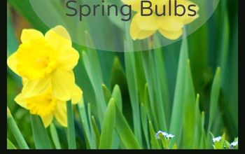  Guia de plantio de bulbos de primavera