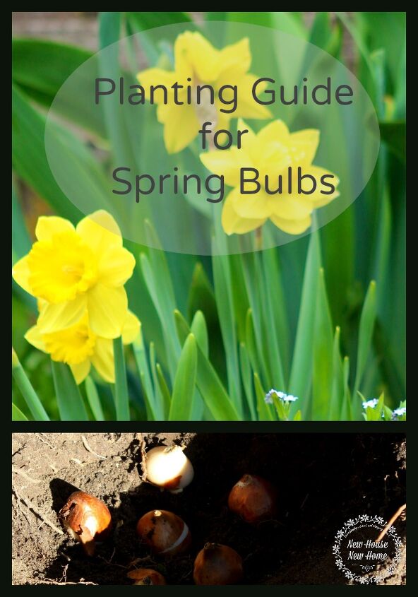guia de plantio de bulbos de primavera